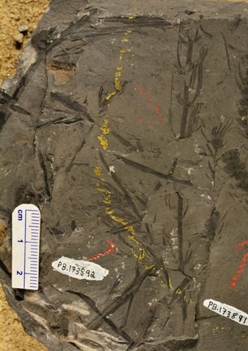 Asterophyllites sp.