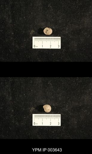 Euphemites filosus