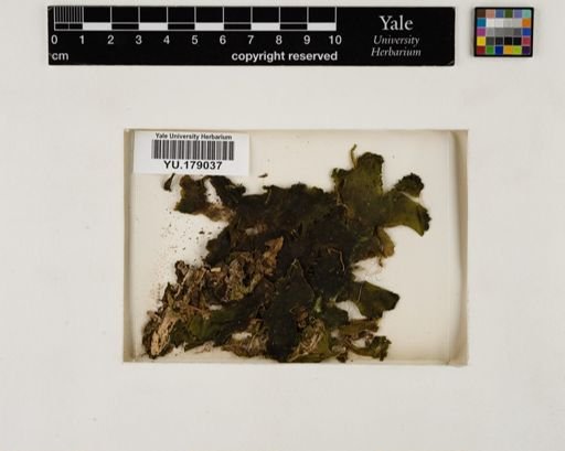 Plantae