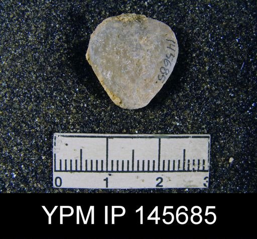 Spirigerella derbyi