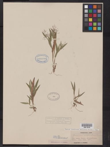 Panicum lanuginosum