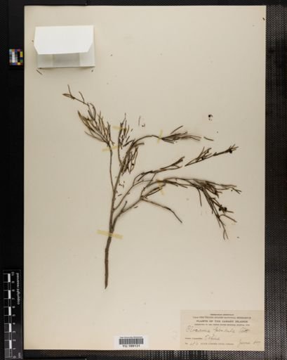 Plantae