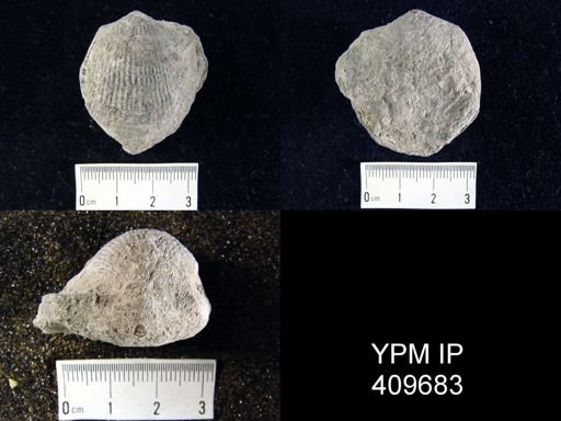 Atrypa sp.
