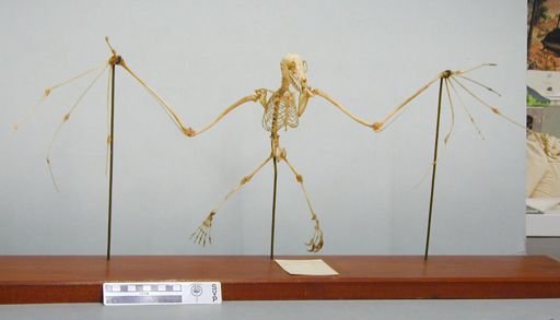 Pteropus vampyrus