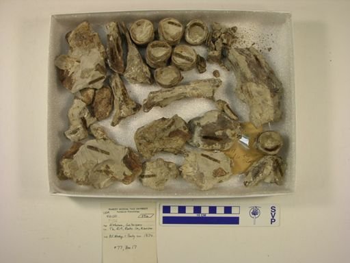 Ichthyodectes sp.