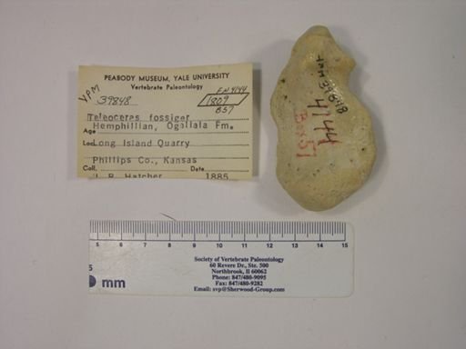 Teleoceras fossiger