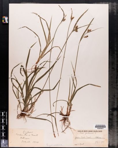 Carex pallescens