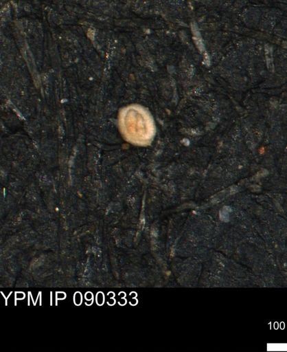 Miliammina ischnia
