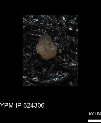 undet. Foraminiferida