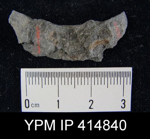 Orbiculoidea missouriensis