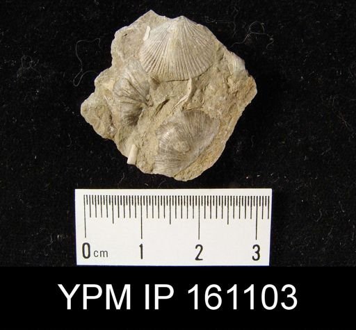 Dalmanella testudinaria