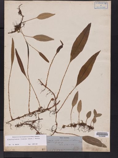 Elaphoglossum