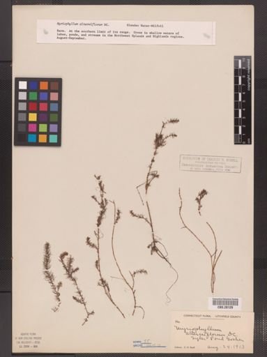 Myriophyllum alterniflorum