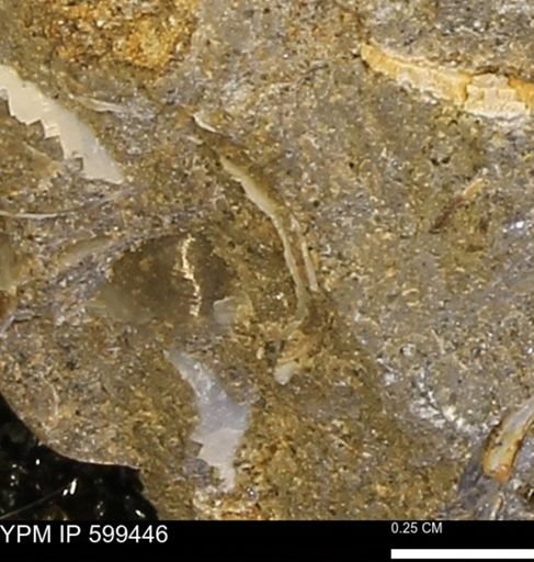 Protocardia subquadrata