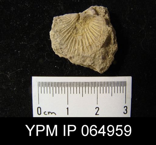 Schizoramma fissiplicata