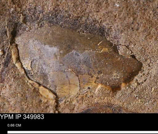 undet. Mollusca