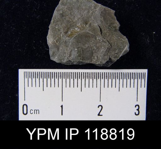 Chonetes tenuistriatus