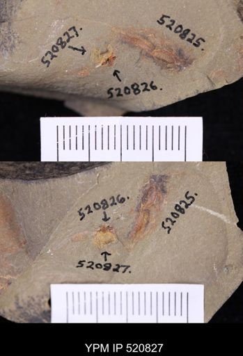undet. Echinodermata