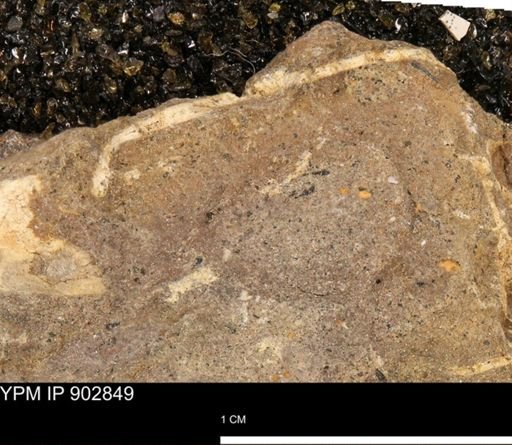 undet. Mollusca