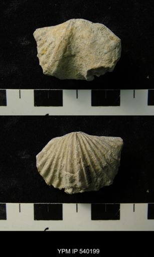 Platystrophia sp.