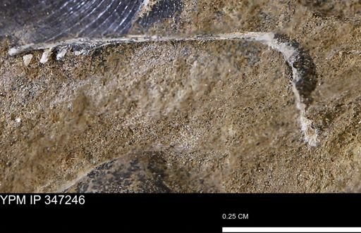 undet. Bivalvia