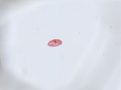 Paramecium aurelia