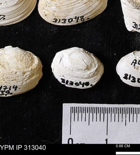 Corbicula