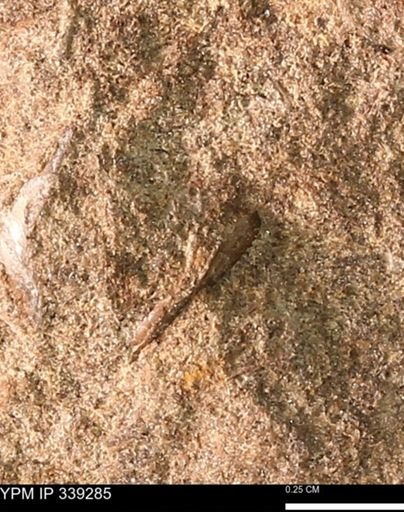 undet. Mollusca