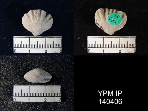 Terebratuloidea davidsoni