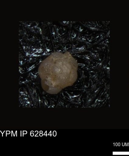undet. Foraminiferida