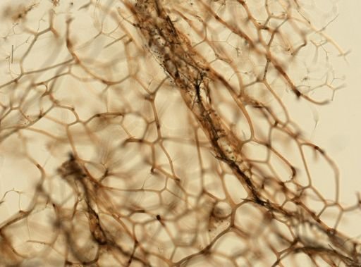 Spongia graminea