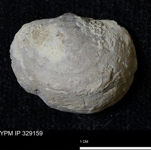 Pholidostrophia iowaensis