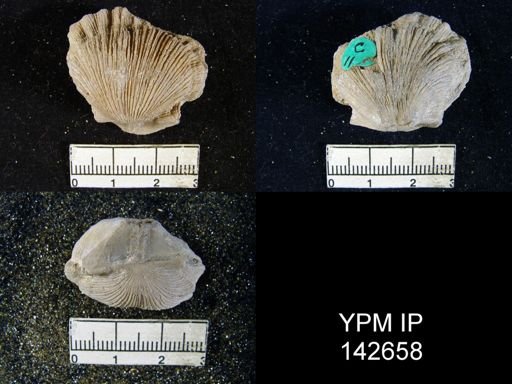 Streptorhynchus (Kiangsiella) pectiniformis