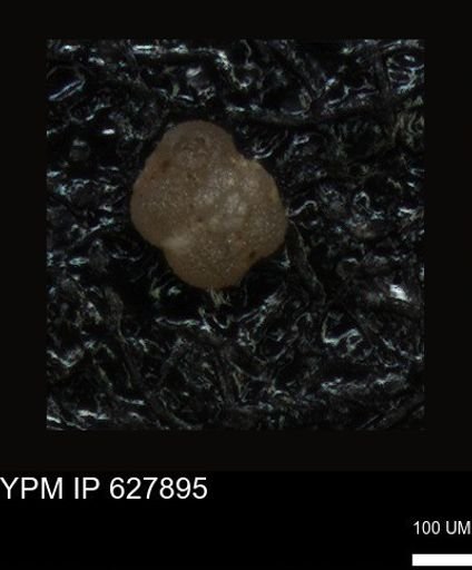 undet. Foraminiferida