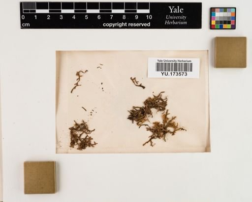 Plantae