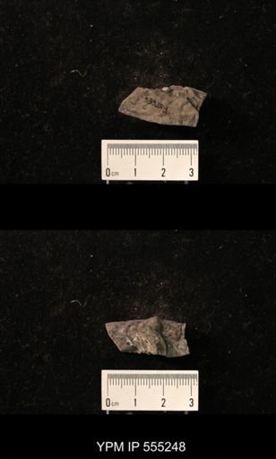 Productus cora