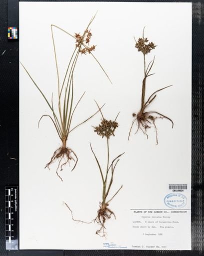 Cyperus dentatus