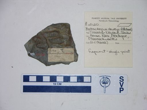 Batrachopus deweyi