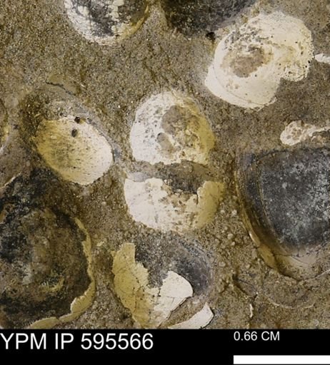 Protocardia sp.