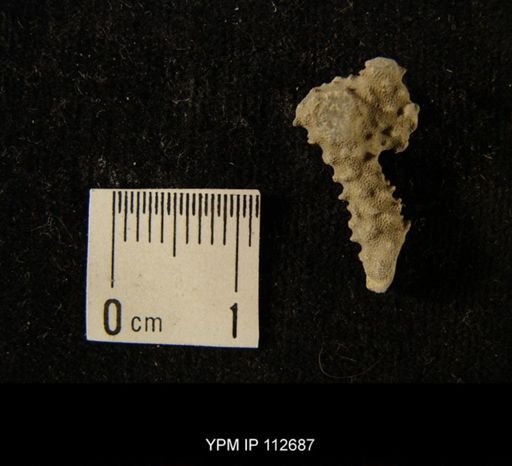 undet. Bryozoa