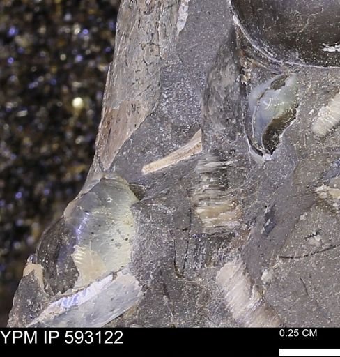 Inoceramus cuneatus
