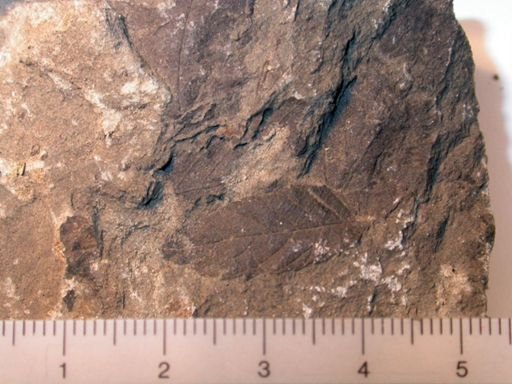 Angiospermopsida