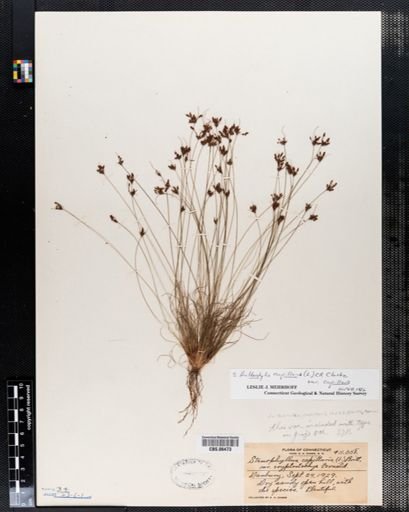 Bulbostylis capillaris