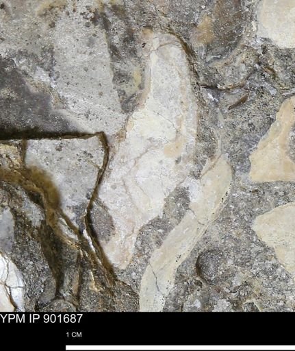 Inoceramus sp.
