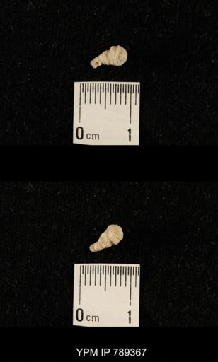 undet. Bryozoa