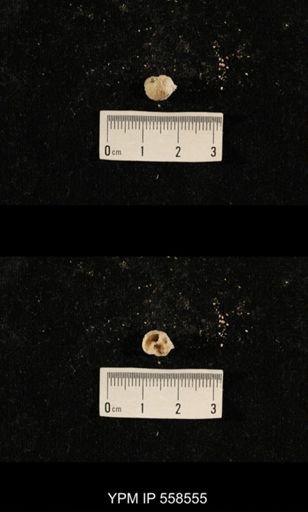 Girtycoelia sp.