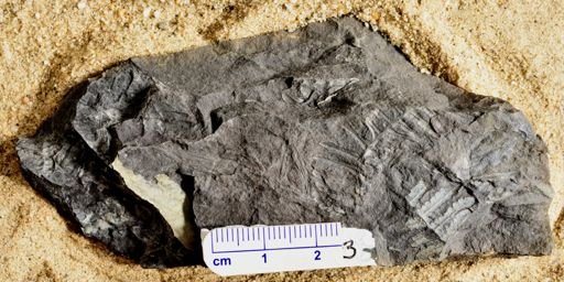 Pecopteris sp.