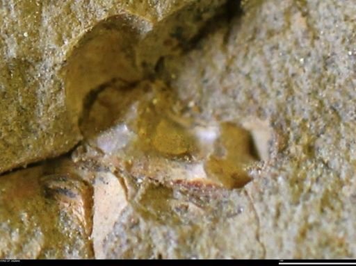 undet. Scaphitidae