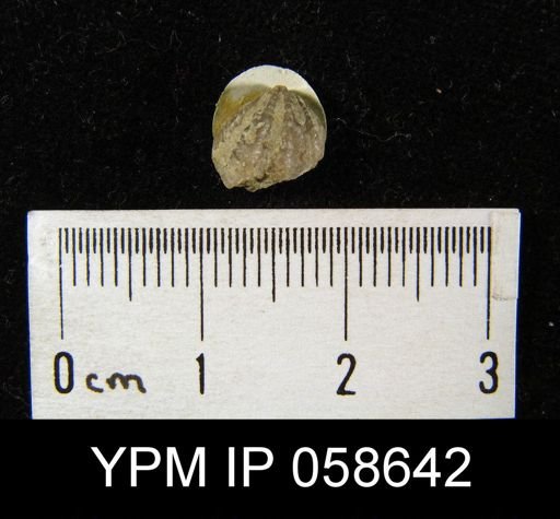Atrypina imbricata