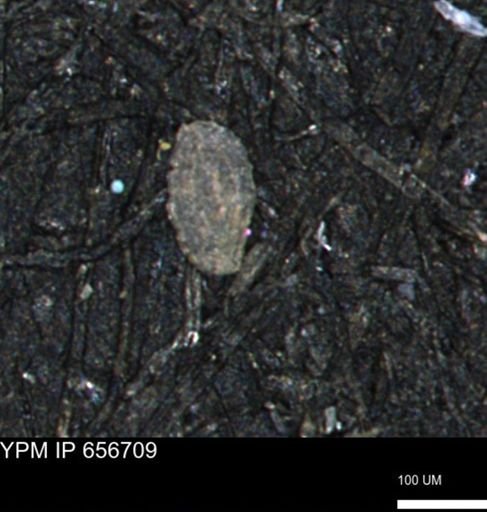 Spirolocammina planula